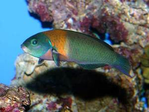 Hawaiian Saddle Wrasse (5")
