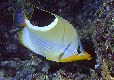 Saddleback Butterflyfish  (2")