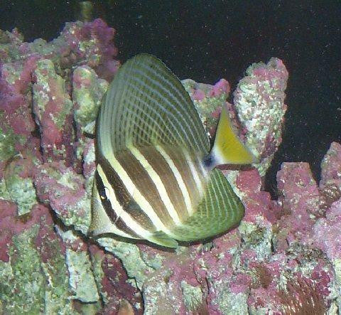 Pacific Sailfin Tang-XL (3-4")