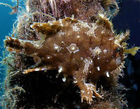 Sargassum Anglerfish