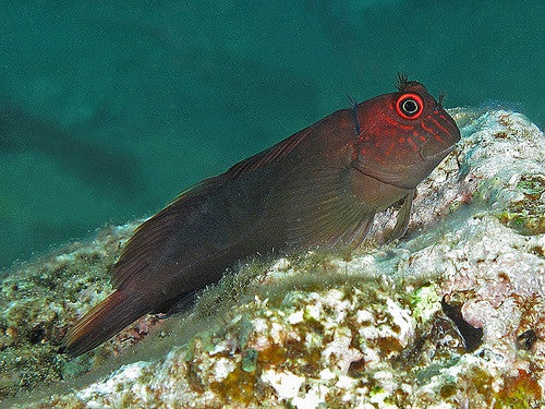Scarface Blenny