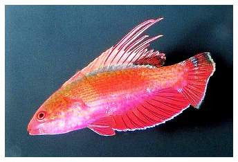 Scarlet Fin Flasher Wrasse