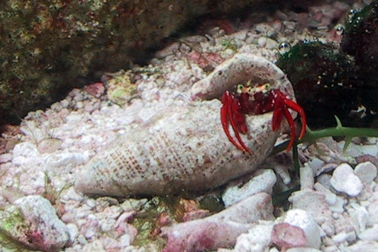 Scarlet Reef Hermit Crab