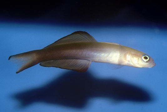 Scissortail Dartfish (Goby)