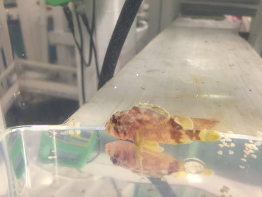 Golden Spotted Scorpionfish | Sebastapistes Cyanostigma