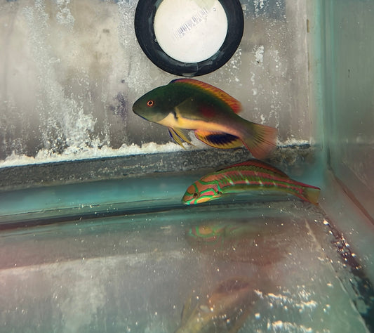 Scott's Fairy Wrasse 3-4”(Tonga)