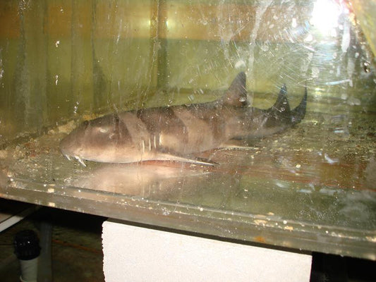 XXL Catshark