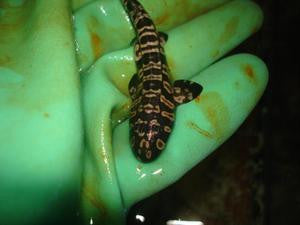 Indonesian (Hasselti) Bamboo Shark (6-8")