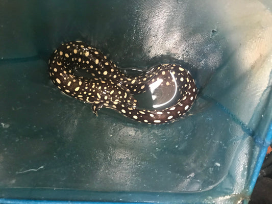 Skeletor Eel (Echidna xanthospilos) -XL (18-24"")