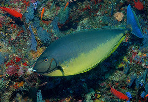 Sleek Unicornfish(10-12”)