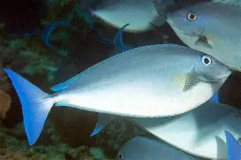 Blue Unicorn Tang (12")