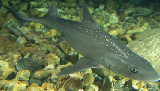 Gray Smoothhound Shark (14")