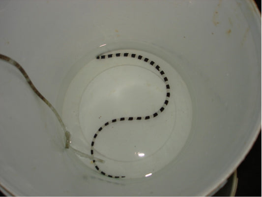Banded snake eel