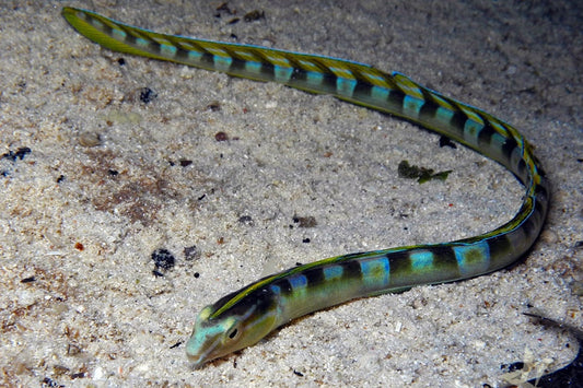 Snake Blenny | Xiphasia setifer