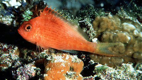 Soaring Hawkfish