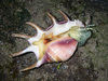 Spider Conch