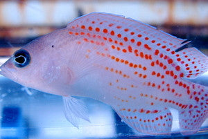 Red Spotted Pseudochromis
