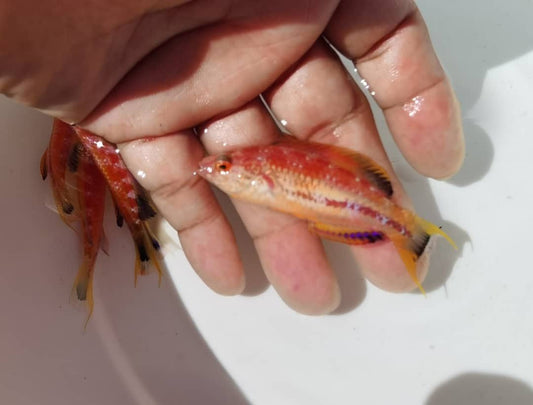 Squires Fairy Wrasse (Cirrhilabrus squirei)-Male