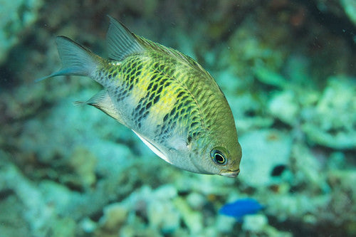 Staghorn Damsel | Amblyglyphidodon Curacao