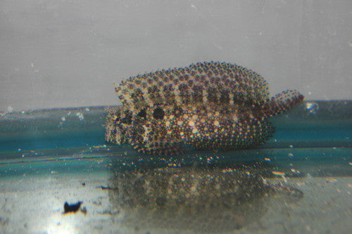 Starry Blenny (3")