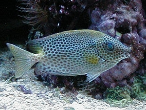 Red Sea Starry Rabbitfish