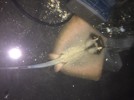 Blue Spotted Japanese Pyramid Stingray-(5" disk)