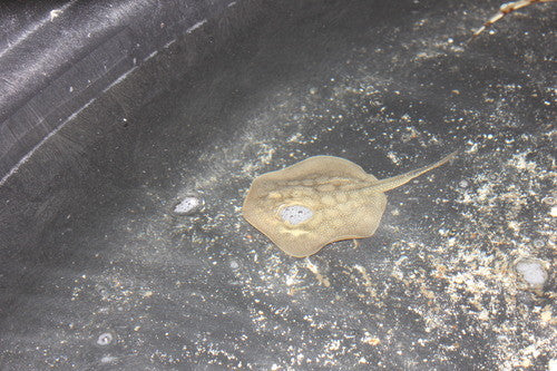 California Stingray (10" disk)