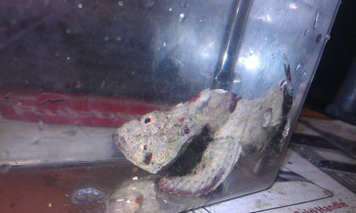 Stone Fish (5")