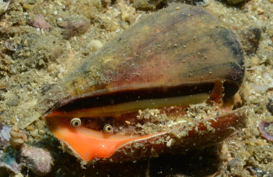 Strawberry Conch |Strombus luhuanus