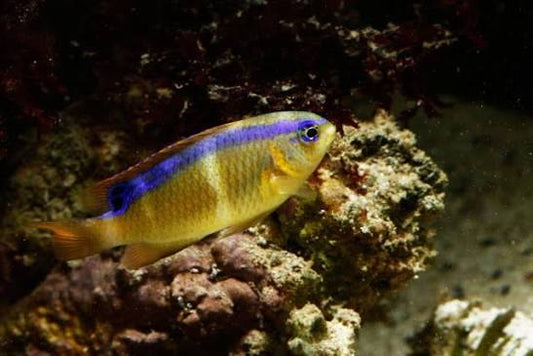 Surge damselfish (Chrysiptera brownriggii)