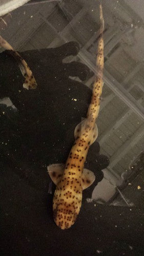 Swell Shark (12-14")-female