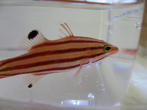 Swissguard Basslet | Liopropoma Rubre