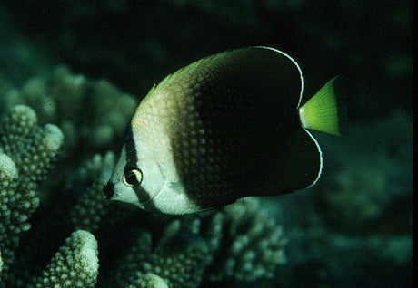 Tahitian Butterfly