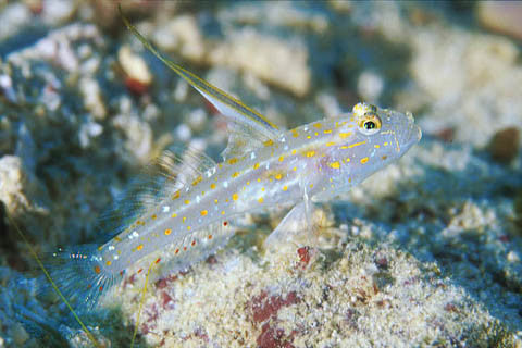 Tangora Shrimp Goby