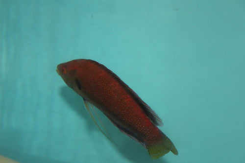 Temminck's Fairy Wrasse-5" Super Male (Tonga)
