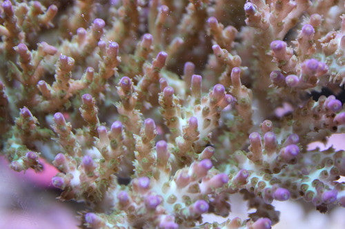 Acropora Anthocercis-2" Frag