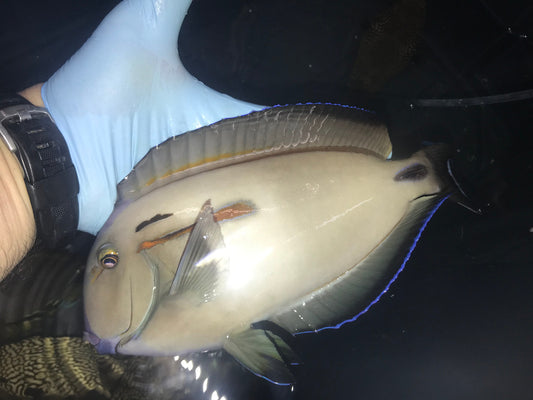 Hybrid Orange Shoulder/Tenneti Tang (12")