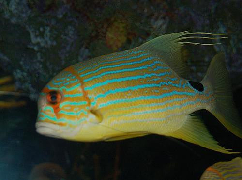 Threadfin Snapper-8"