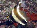 Threeband Pennant Butterflyfish