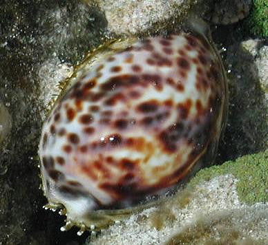 Tiger Cowrie