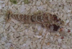 Tiger Pistol Shrimp