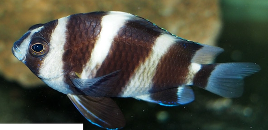 Mauritius Tiger Damsel | Chrysiptera annulata