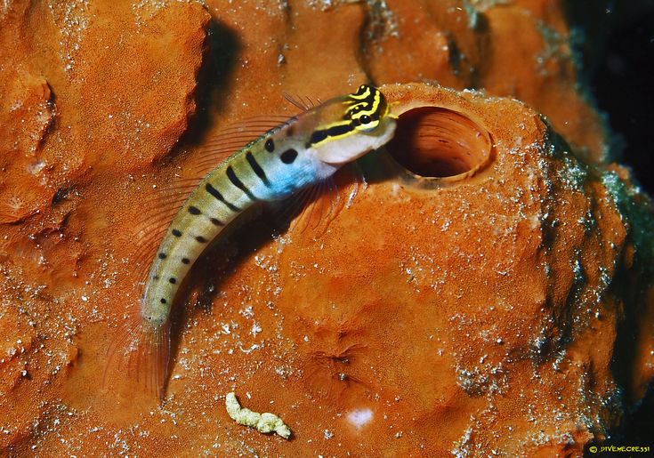 Australian Tiger blenny|Ecsenius tigris