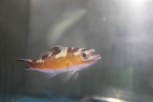 Tabacco Basslet | Serranus tabacarius