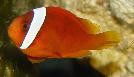 Tomato Clownfish