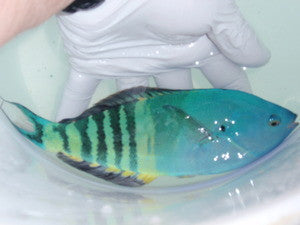 Torpedo Wrasse (8" Supermale)
