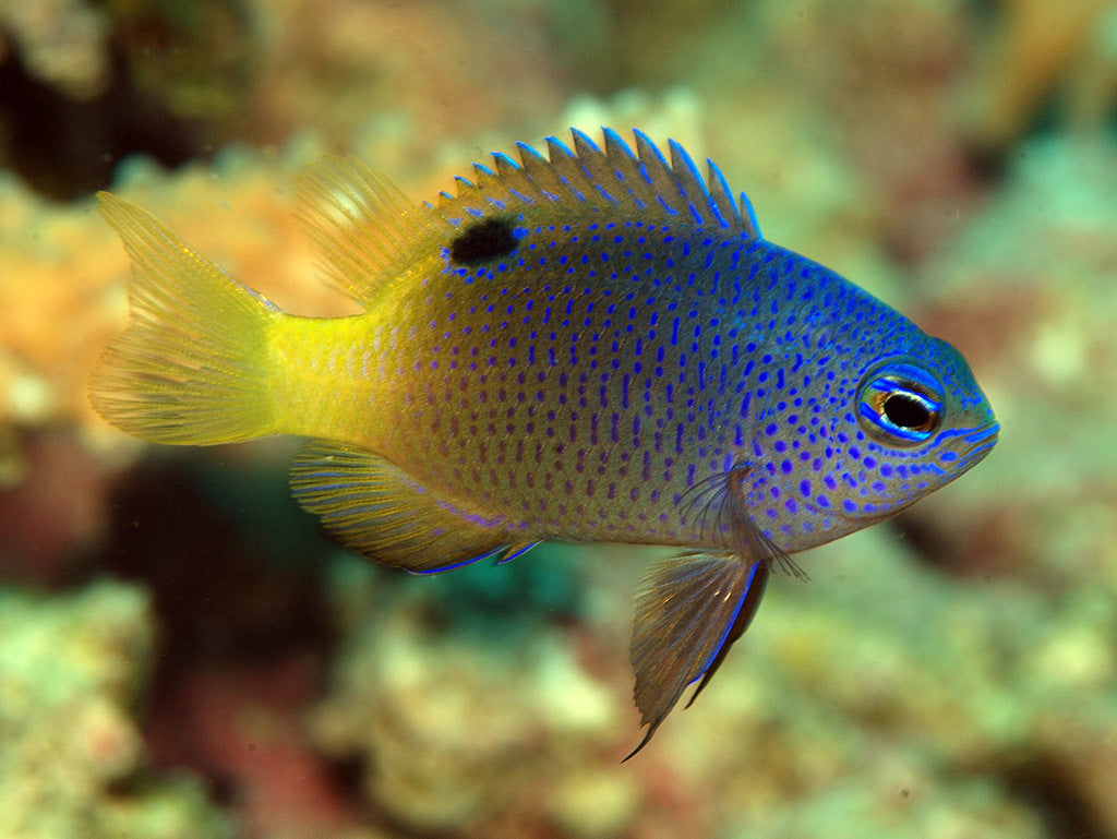 Tracey's Damselfish (Chrysiptera traceyi)