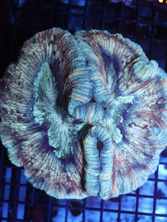 Rainbow Trachy #33