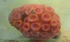 Orange Cup (Tubastrea) Coral