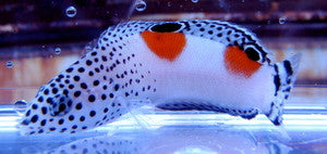 Twinspot Coris Wrasse-2-3"